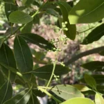 OCOTEA ACUTIFOLIA