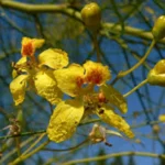 PARKINSONIA ACUELATA