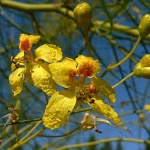 483-1.webp PARKINSONIA ACUELATA - Imagen 1