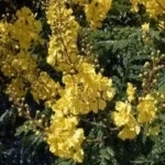 PELTOPHORUM DUBIUM