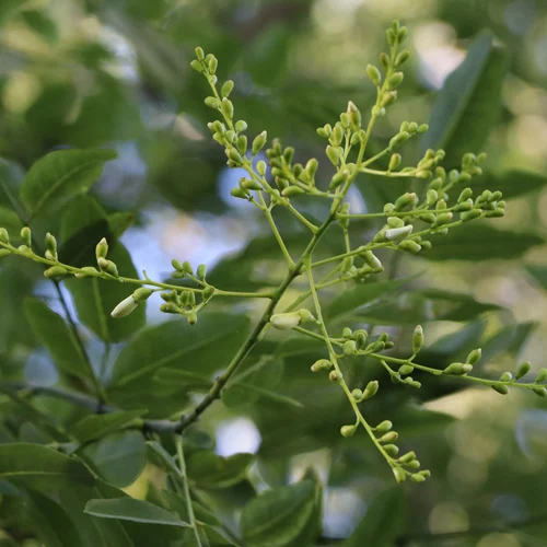 485-1.webp POECILANTHE PARVIFLORA - Imagen 1