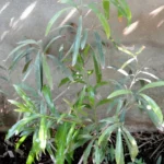 POUTERIA SALICIFOLIA