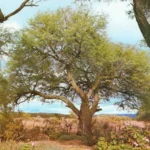 PROSOPIS ALBA