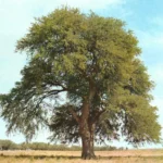 PROSOPIS CALDENIA