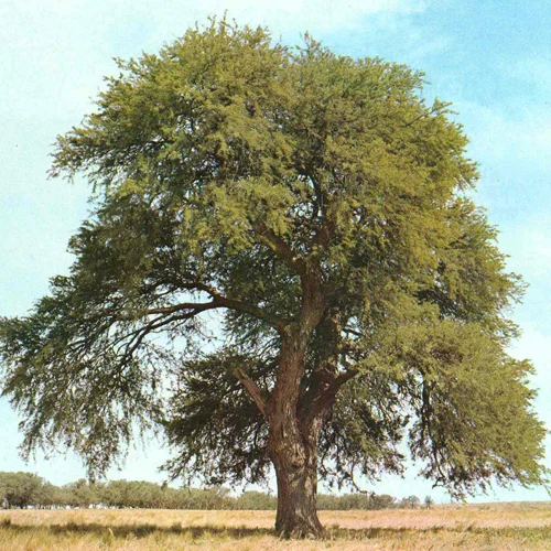 488-1.webp PROSOPIS CALDENIA - Imagen 1