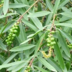 SAPIUM HAEMATOSPERMUM