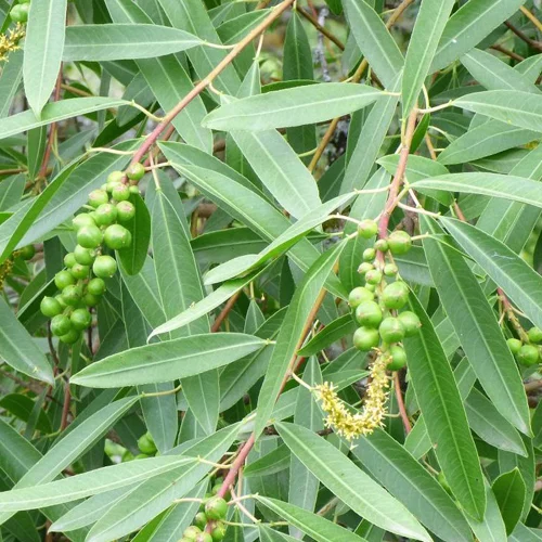 489-1.webp SAPIUM HAEMATOSPERMUM - Imagen 1