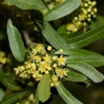 SCHINUS LONGIFOLIUS