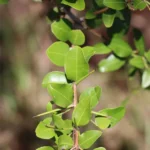 SCUTIA BUXIFOLIA