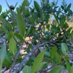 SEBASTIANIA BRASILENSIS