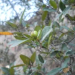 SEBASTIANIA COMMERSONIANA