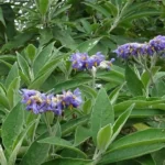 SOLANUM GRANULOSUM LEPROSUM