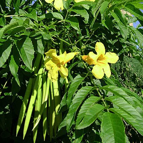 495-1.webp TECOMA STANS - Imagen 1