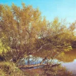 TERMINALIA AUSTRALIS