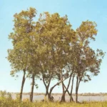 TESSARIA INTEGRIFOLIA