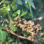 ZANTHOXYLUM  HYEMALE