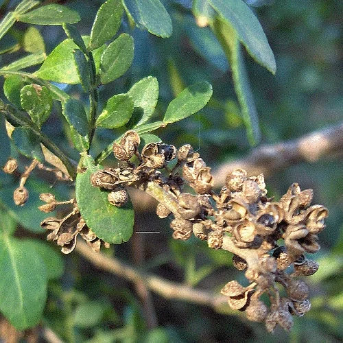 498-1.webp ZANTHOXYLUM HYEMALE - Imagen 1