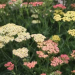 ACHILLEA