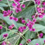 ALTERNANTHERA PRORIGENS
