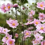 ANEMONA JAPONICA ROSADA