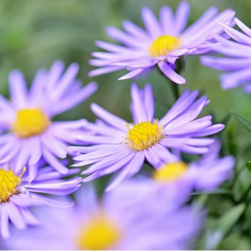 503-1.webp ASTER - Imagen 1