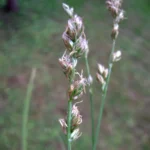 CAREX DIVULSA