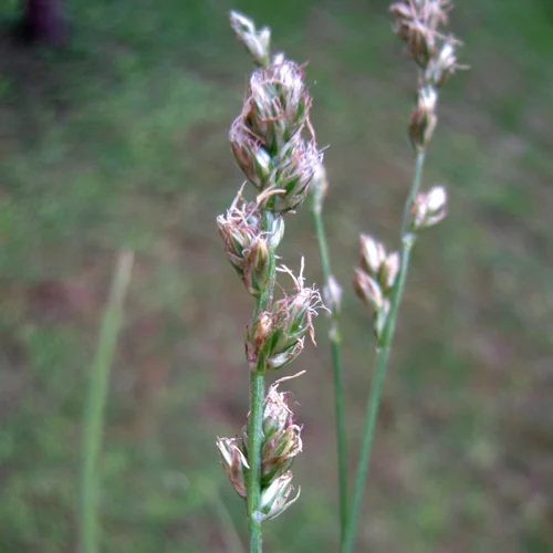 505-1.webp CAREX DIVULSA - Imagen 1