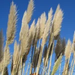 CORTADERA