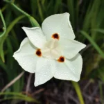 DIETES BICOLOR