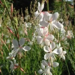 GAURA