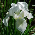 IRIS GERMÁNICO BLANCO