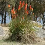 KNIPHOFIA UVARIA