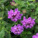 LAVANDA LANTANA