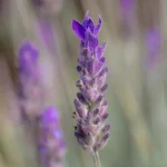 LAVANDA SPICA