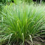 LEMONGRASS