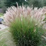 MISCANTHUS GRACILINUS