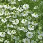 NIGELLIA PAPILOSA ALBION GREEN