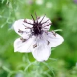 NIGELLIA PAPILOSA AFRICAN BRIDE