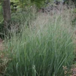 PANICUM HEAVY METAL