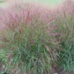 PANICUM VIRGATUM