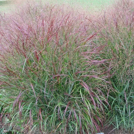 525-1.webp PANICUM VIRGATUM - Imagen 1
