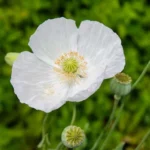 PAPAVER BLANCA
