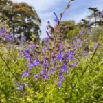 SALVIA AFRICAN SKIES