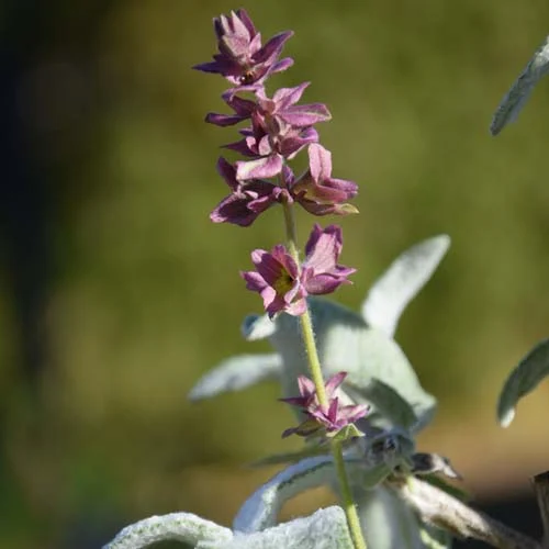 531-1.webp SALVIA CANARIENSIS LANCELOT - Imagen 1