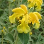 SALVIA DE JERUSALEN (PHLOMIS)
