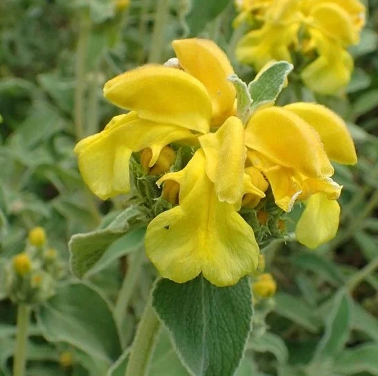 532-1.webp SALVIA DE JERUSALEN (PHLOMIS) - Imagen 1
