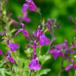 SALVIA GREGII POR COLOR