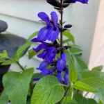 SALVIA GUARANITICA AMISTAD