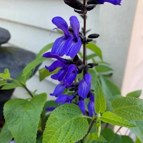 534-1.webp SALVIA GUARANITICA AMISTAD - Imagen 1