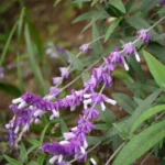 SALVIA LEUCANTHA